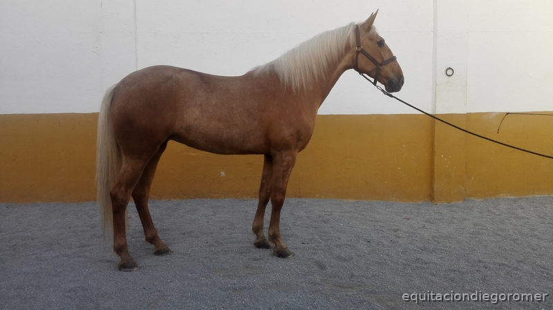 Caballo Hispano Árabe Lusitana - Canela | Yegua Lusitana 