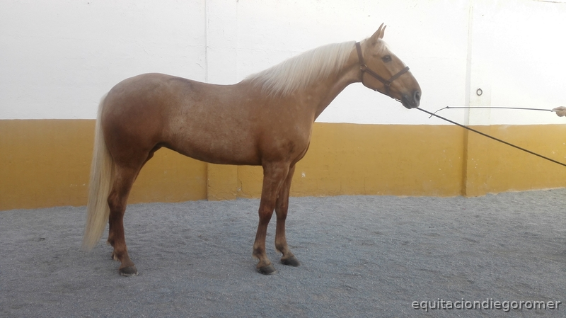 Canela | Yegua Lusitana  - Caballo Hispano Árabe Lusitana
