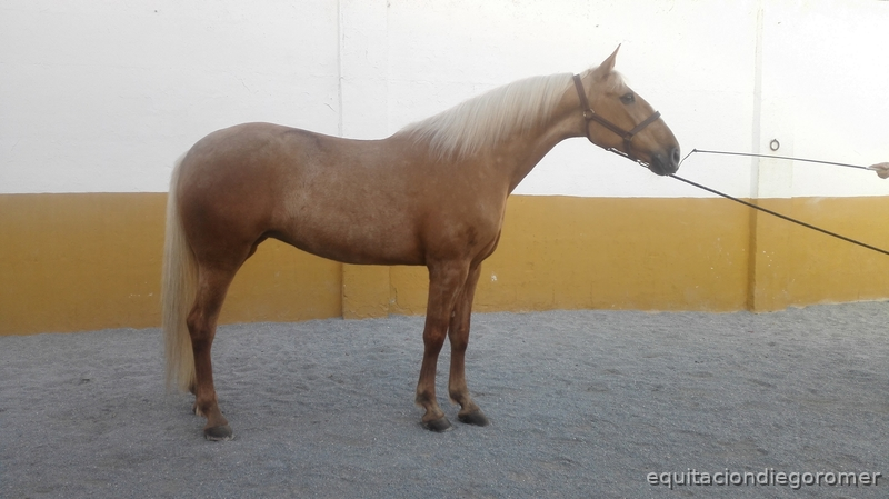 Canela | Yegua Lusitana  - Lusitana