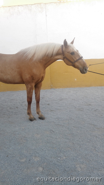 Canela | Yegua Lusitana  - Caballo Hispano Árabe