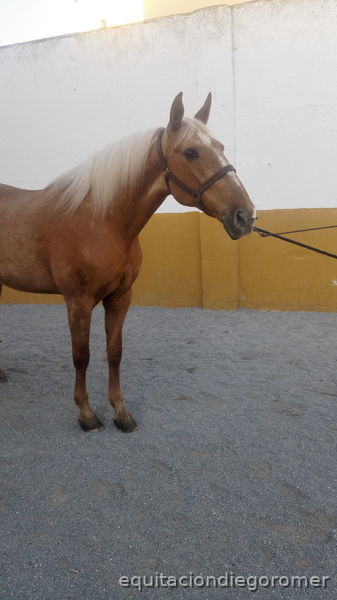 Canela | Yegua Lusitana 