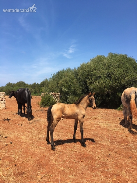 Potro Lusitano Bayo in 