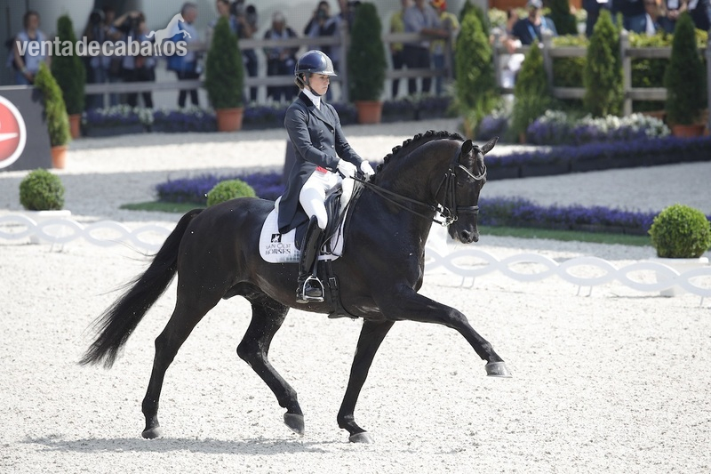 Caballos Capados Hannoveriano - Vendo gran cavallo con mucha clase. 