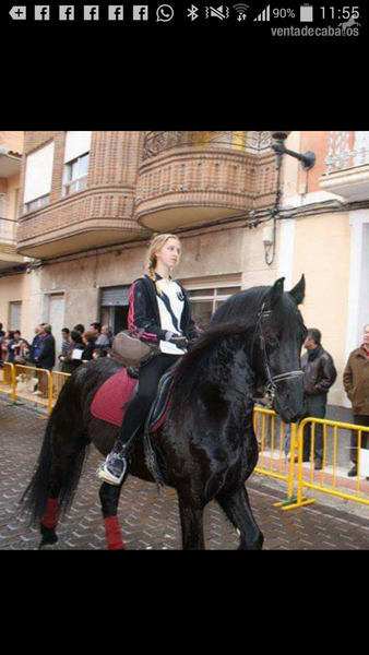 vendo frison 15 años in 