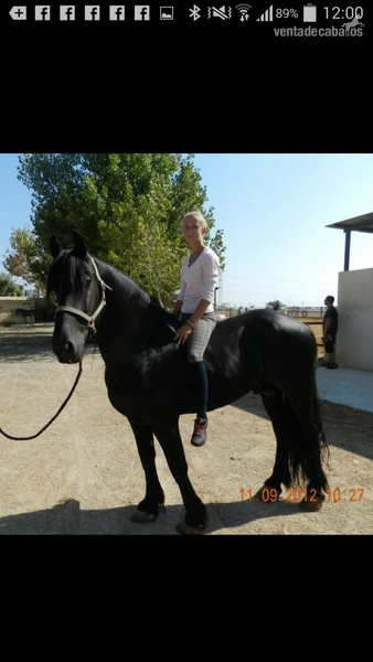 Caballos Capados Frisón - vendo frison 15 años