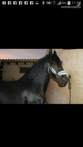 vendo frison 15 años - Caballos Capados Frisón