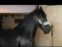 vendo frison 15 años