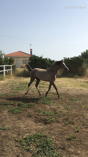 Vendo potro hispano arabe al 50% in 