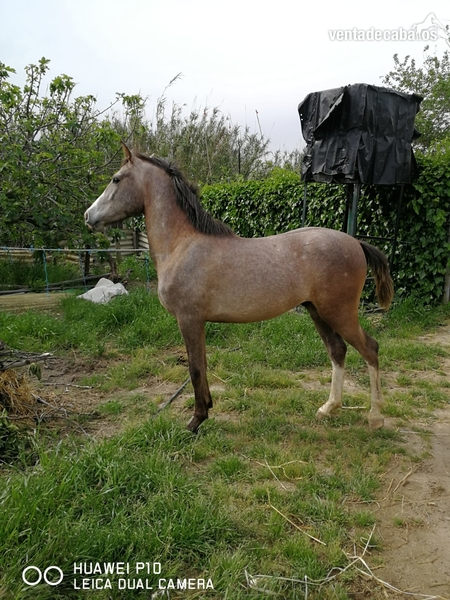 Hispano-Arabe