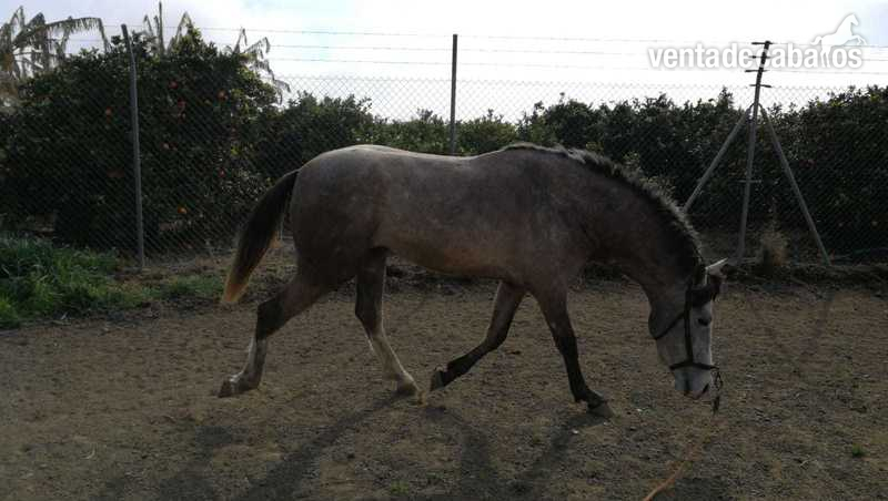 Potros Hispano-Arabe - Vendo potro hispano arabe al 50%