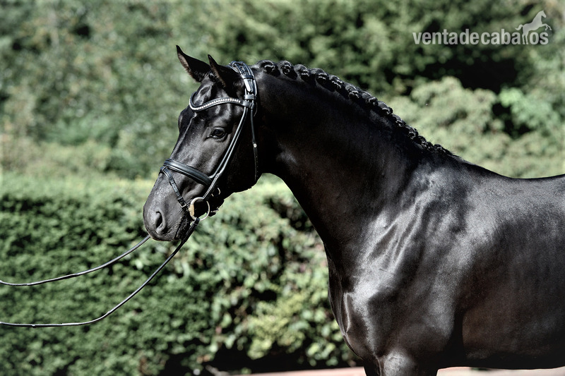 Hermoso Castrado Hannoveriano negro   in 