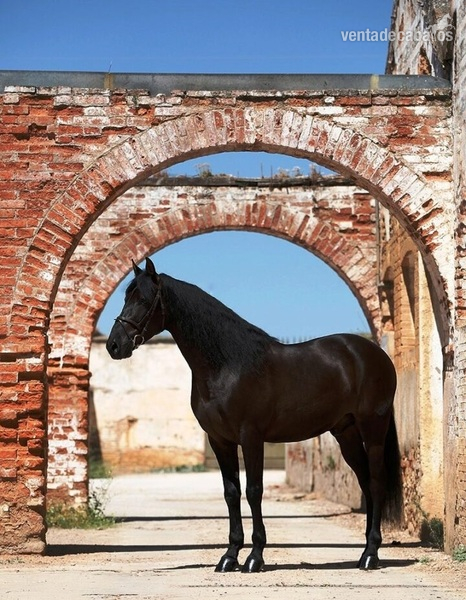 Hannoveriano