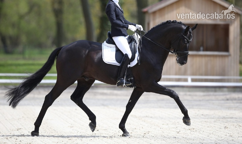 Caballos Capados Hannoveriano - Hermoso Castrado Hannoveriano negro  