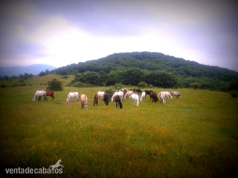 Lote de yeguas PRE estirpe cartujana OPORTUNIDAD in 