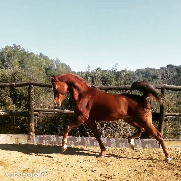 ESPECTACULAR CABALLO ÁRABE in 