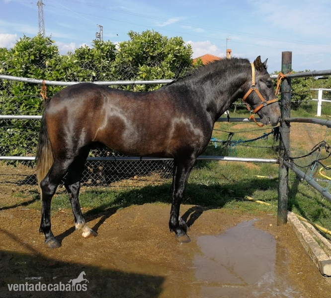 Caballos Enteros Pura Raza Española - Potro español entero