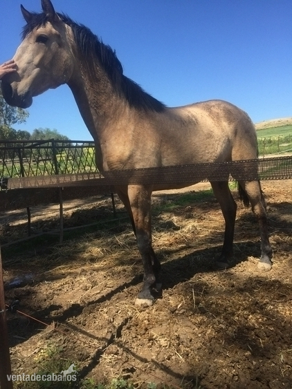Caballos Pura Raza Española (P.R.E.) Pura Raza Española - POTRO BAYO SOBERBIO