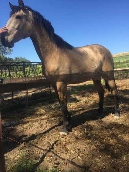 Caballos Pura Raza Española (P.R.E.) Pura Raza Española - POTRO BAYO SOBERBIO
