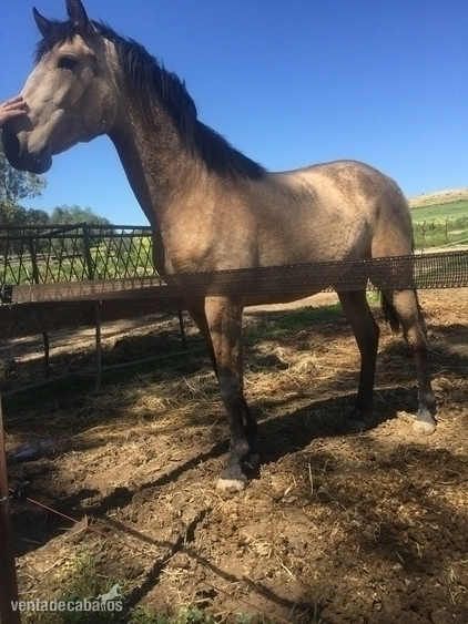 POTRO BAYO SOBERBIO - Caballos Pura Raza Española (P.R.E.) Pura Raza Española