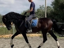 CABALLO P.R.E CASTAÑO