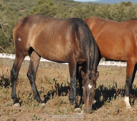 EN VENTA POTRA P.R.E. in 