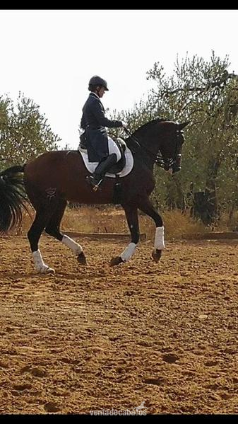 YEGUA DOMA CLASICA ALTA COMPETICION in 
