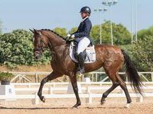 YEGUA DOMA CLASICA ALTA COMPETICION