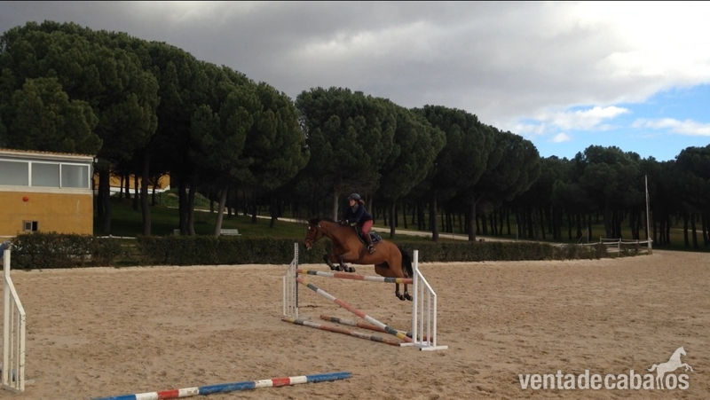 Se vende yegua de salto in 