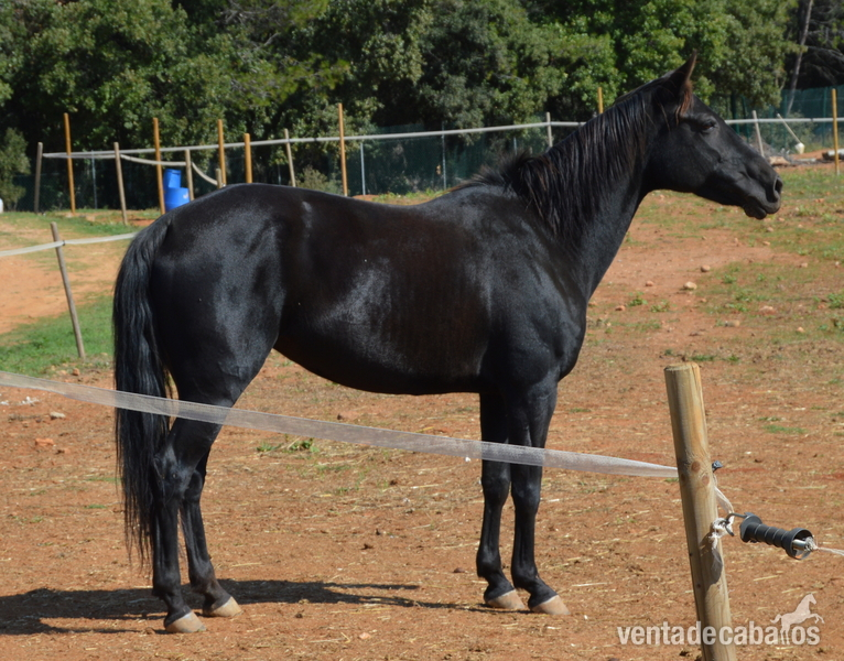 Menorquina {TYPE}