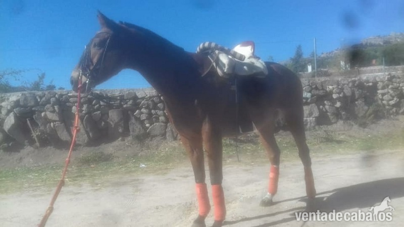 Caballos en venta  in 