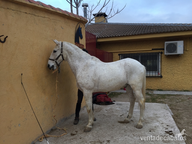 Caballos en venta  - Busco/Cambio/Cedo Caballo in 