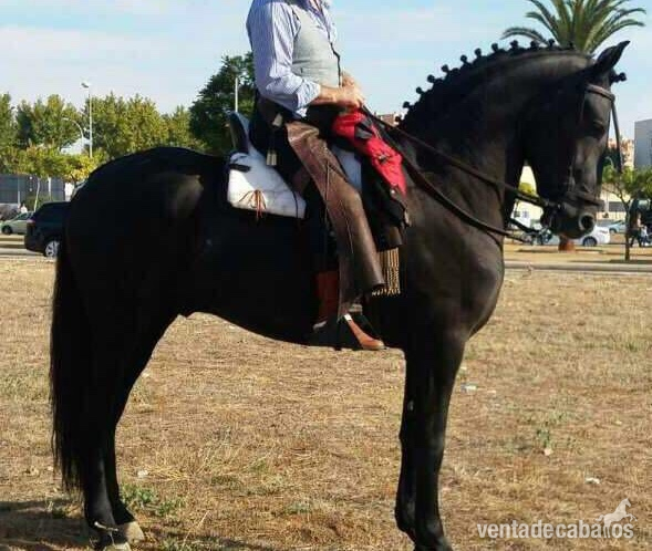 Caballos en venta  - Busco/Cambio/Cedo Caballo