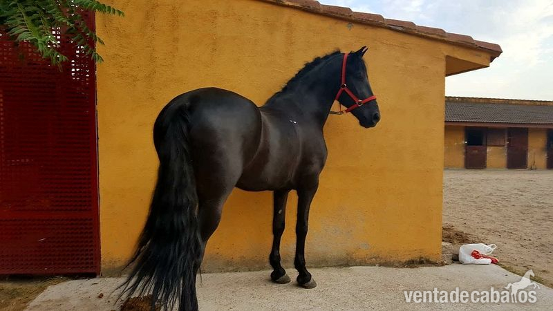 Caballos en venta  