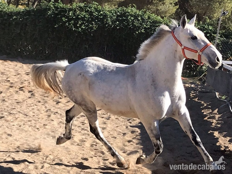 Busco/Cambio/Cedo Caballo - Caballos en venta  in 