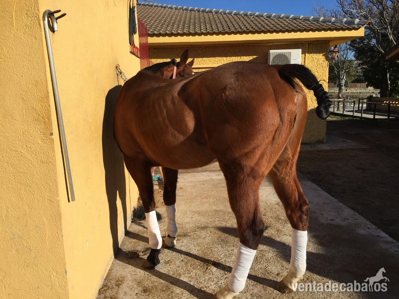 Busco/Cambio/Cedo Caballo Varios  - Caballos en venta 