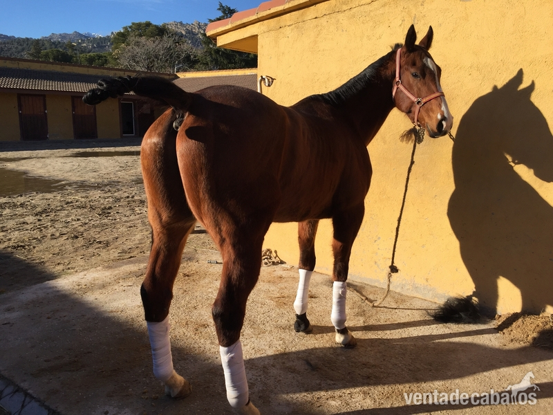 Caballos en venta  - Busco/Cambio/Cedo Caballo Varios 