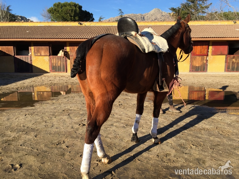 Caballos en venta  - Varios 