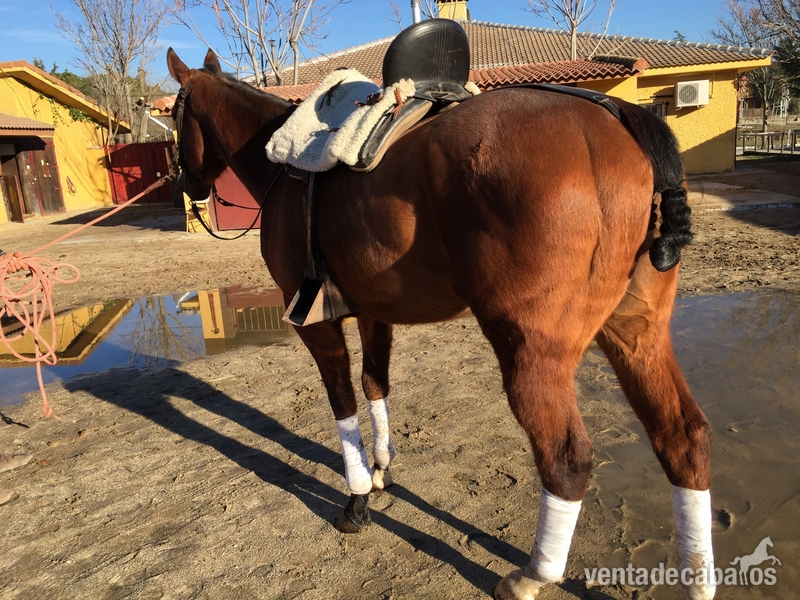 Caballos en venta  - Busco/Cambio/Cedo Caballo