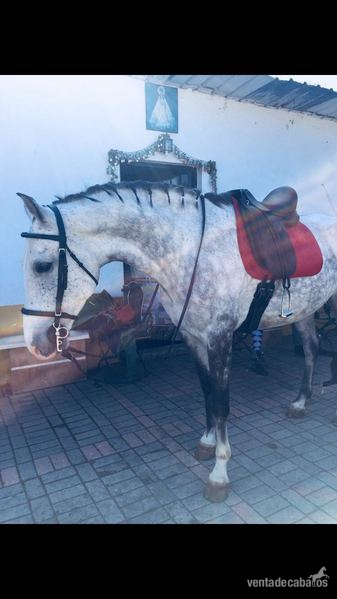Caballos en venta 