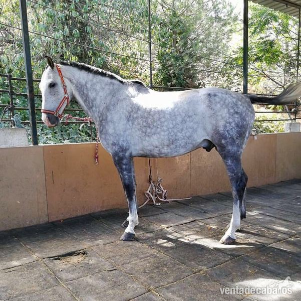  Caballos en venta 