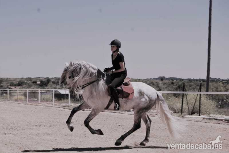 Espectacular caballo PRE Gran alzada in 