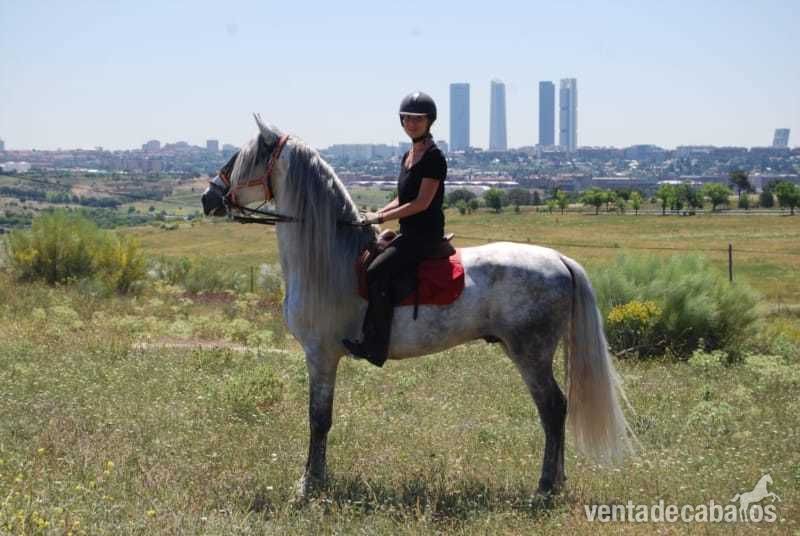 Caballos Enteros PRE - Espectacular caballo PRE Gran alzada