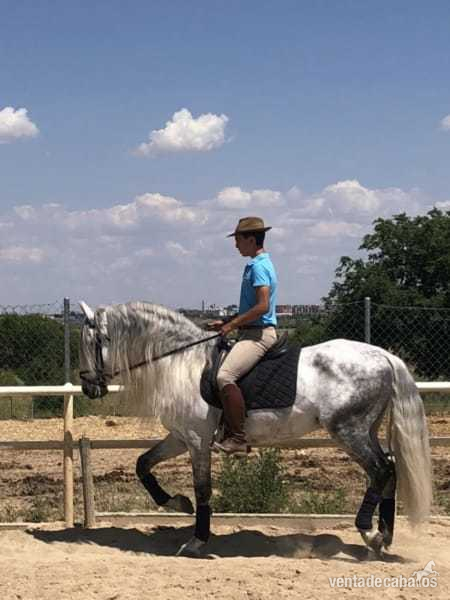Espectacular caballo PRE Gran alzada - Caballos Enteros PRE