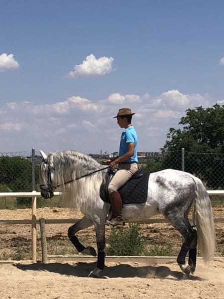 Espectacular caballo PRE Gran alzada - Caballos Enteros PRE