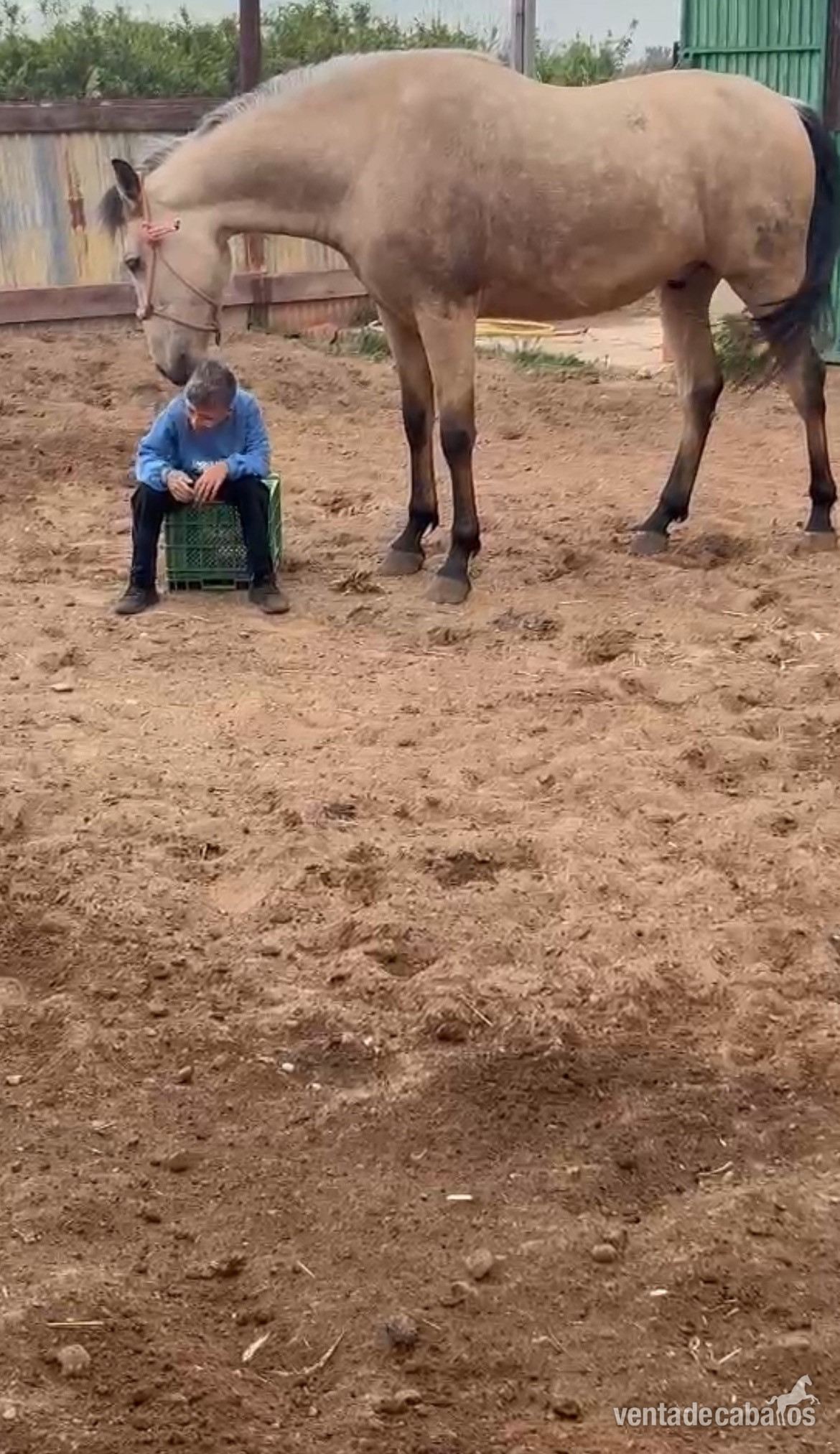 Caballos Capados EMPTY - Vendo potro de 4 años 