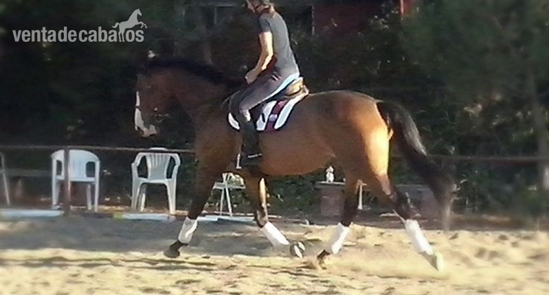 Se vende yegua de salto in 