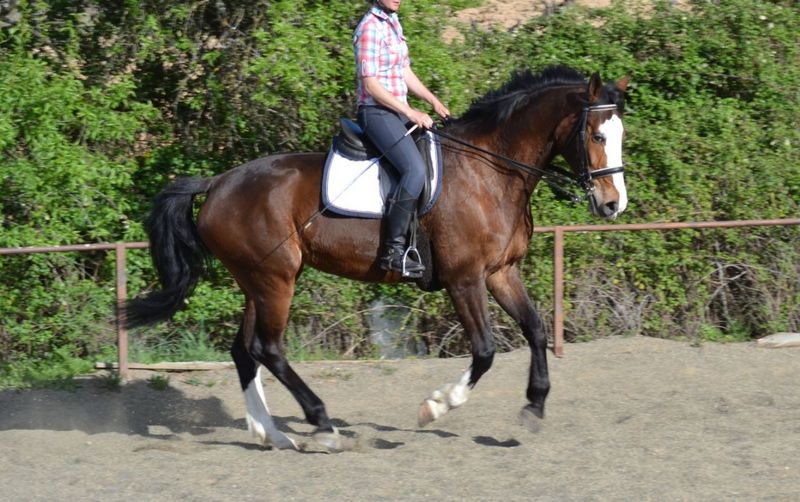 Caballo de Deporte Español (CDE)