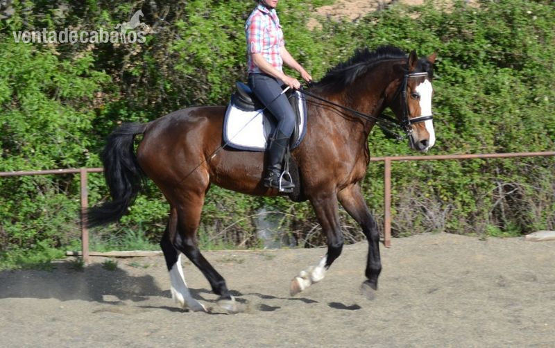 Caballo de Deporte Español (CDE)