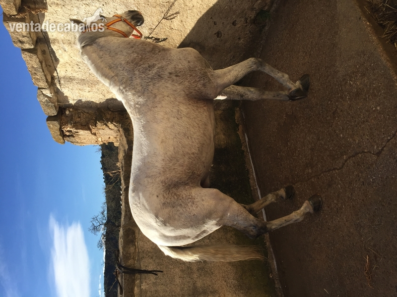 Vendo caballo PRE, 15 años por 1000 ers in 