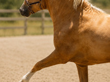 Potro palomino careto cuatralbo
